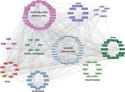 CSK-mediated signalling by integrins in cancer